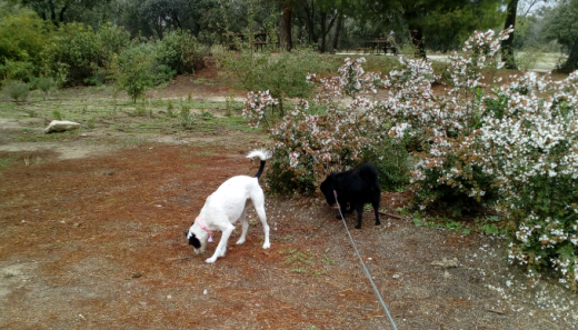 Paseando Dana con Toy, su nuevo compi de piso :)